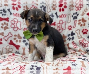 Australian Cattle Dog-Border Collie Mix Puppy for sale in LAKELAND, FL, USA