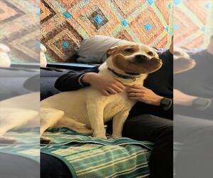 *PUZZLE - Male Beagle-Unknown Mix Dog for Adoption - Photo #2