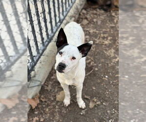 Mutt Dogs for adoption in Riverside, CA, USA