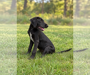 Connor - Male Miniature Labradoodle Dog for Adoption - Photo #2