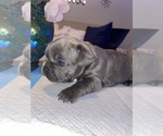 Small Photo #3 French Bulldog Puppy For Sale in BUCKEYE, AZ, USA