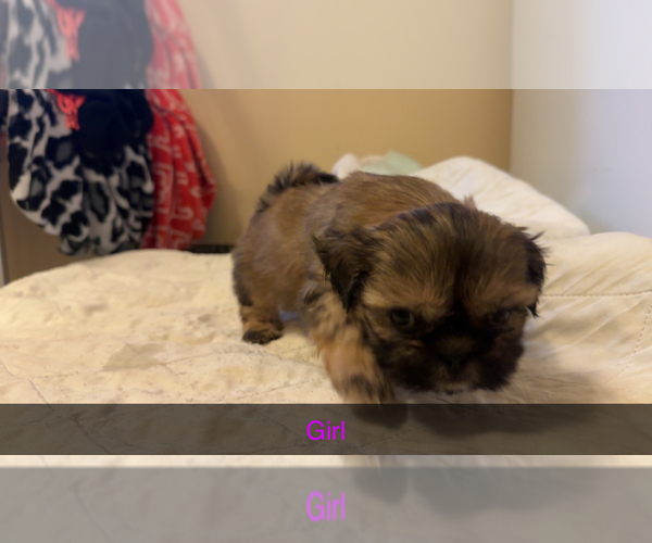 Medium Photo #2 Shih Tzu Puppy For Sale in MENDENHALL, MS, USA