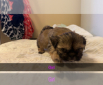 Small Photo #2 Shih Tzu Puppy For Sale in MENDENHALL, MS, USA
