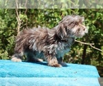 Small #28 ShihPoo