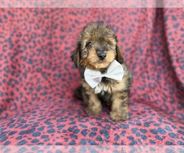 Medium Photo #3 Aussiedoodle Miniature  Puppy For Sale in LAKELAND, FL, USA