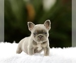 Small #2 French Bulldog