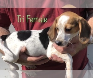 Beagle Puppy for sale in CLINTON, MO, USA