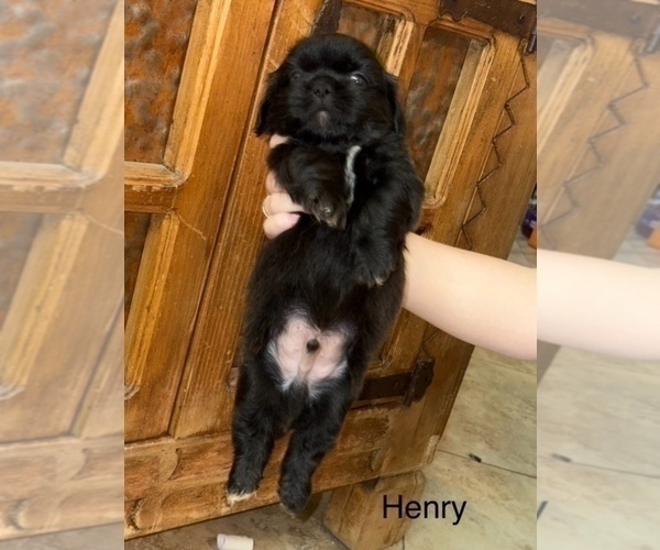 Medium Photo #32 Shih Apso Puppy For Sale in SCOTTSDALE, AZ, USA
