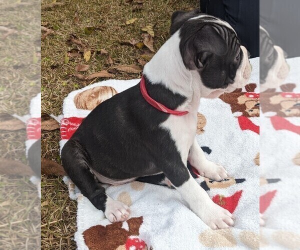Medium Photo #11 Boston Terrier Puppy For Sale in MACON, GA, USA