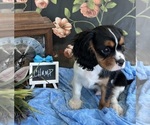 Small #3 Cavalier King Charles Spaniel