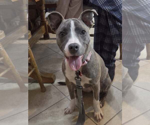 Medium Photo #15 Mutt Puppy For Sale in Mount Laurel, NJ, USA