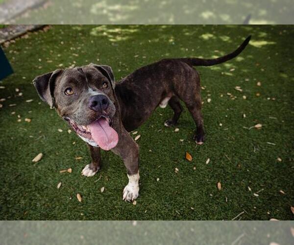 Medium Photo #2 American Pit Bull Terrier-Unknown Mix Puppy For Sale in Orlando, FL, USA