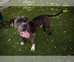 Small #1 American Pit Bull Terrier Mix