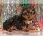 Small Photo #3 Yorkshire Terrier Puppy For Sale in SAFFORD, AZ, USA
