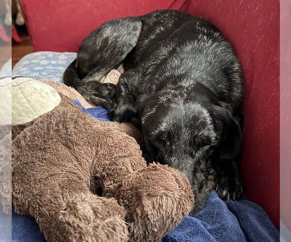 Medium Photo #5 Catahoula Leopard Dog-Labrador Retriever Mix Puppy For Sale in Oakhurst, NJ, USA