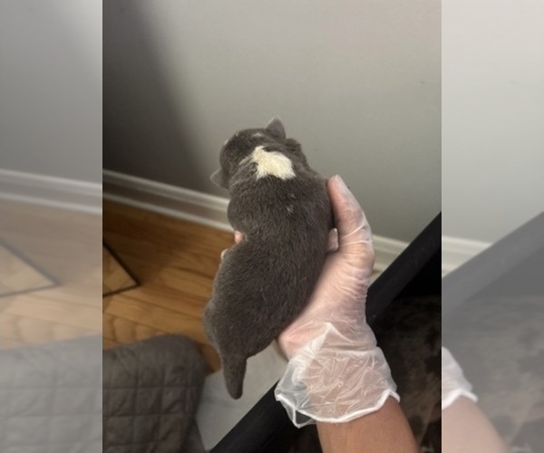 Medium Photo #7 American Bully Puppy For Sale in PARKVILLE, MD, USA