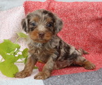 Small #4 Cavapoo