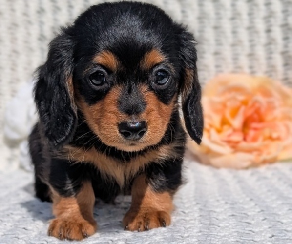Medium Photo #10 Dachshund Puppy For Sale in GOSHEN, IN, USA