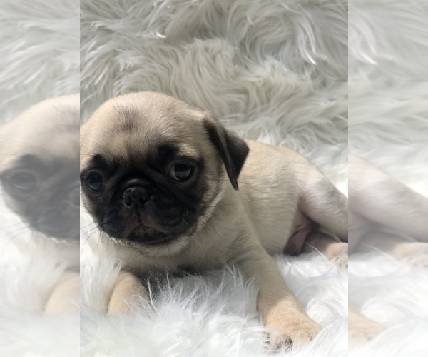 Medium Photo #4 Pug Puppy For Sale in CANTON, CT, USA