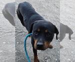 Small Photo #4 Rottweiler Puppy For Sale in San Antonio, TX, USA