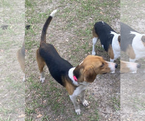 Beagle Dogs for adoption in Tampa, FL, USA