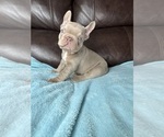 Small #2 French Bulldog