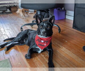 Red Heeler-Unknown Mix Dogs for adoption in Laramie, WY, USA