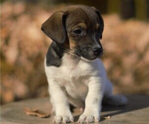 Jack Russell Terrier Puppy for sale in ORRVILLE, OH, USA