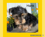 Puppy Puppy 2 Yorkshire Terrier