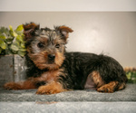 Small #1 Yorkshire Terrier