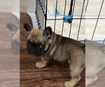 Small Photo #3 French Bulldog Puppy For Sale in WARREN, MI, USA