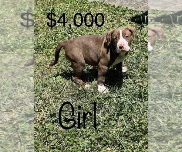Medium Photo #6 American Bully Puppy For Sale in BEECH GROVE, IN, USA