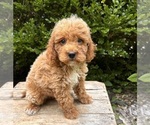 Small #3 Goldendoodle (Miniature)