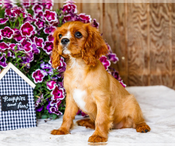 Medium Photo #6 Cavalier King Charles Spaniel Puppy For Sale in WAKARUSA, IN, USA