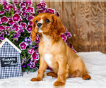 Small #5 Cavalier King Charles Spaniel