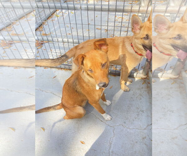 Medium Photo #4 Mutt Puppy For Sale in San Diego, CA, USA