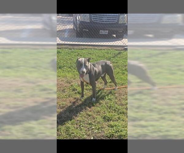 Medium Photo #2 Mutt Puppy For Sale in Houston, TX, USA