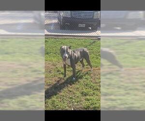 COWPOKE - Male Mutt Dog for Adoption - Photo #2