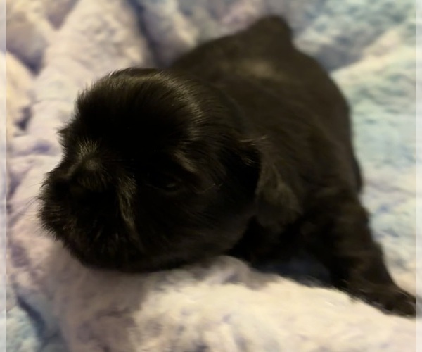 Medium Photo #4 Shih Tzu Puppy For Sale in BLUFFTON, SC, USA
