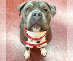 Small #16 American Pit Bull Terrier Mix