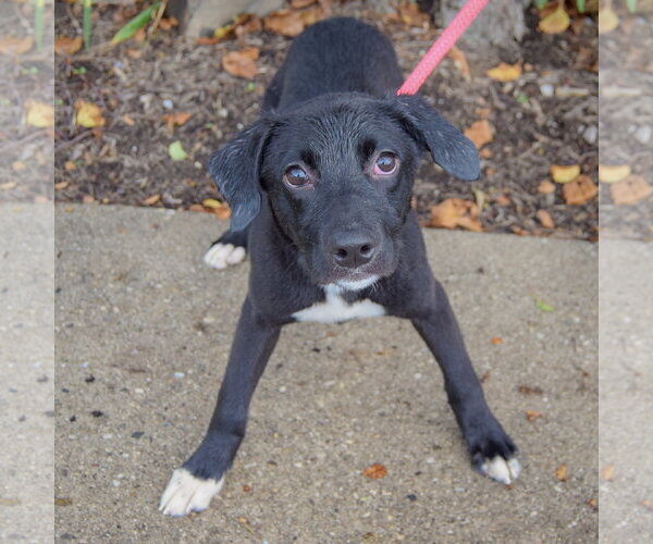 Medium Photo #3 Border Collie-Unknown Mix Puppy For Sale in Huntley, IL, USA