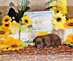 Small Photo #5 Chihuahua Puppy For Sale in CHARLESTON, AR, USA