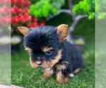 Small #1 Yorkshire Terrier