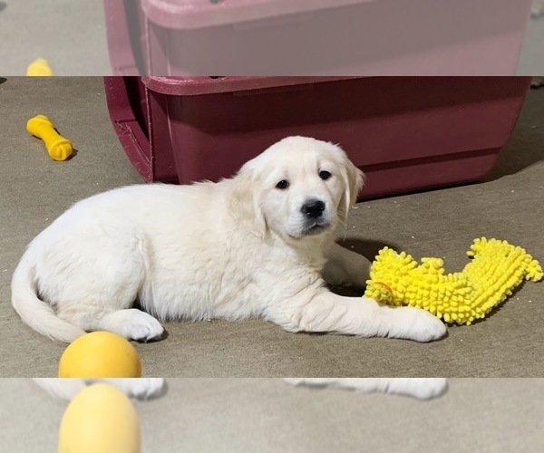 Medium Photo #5 English Cream Golden Retriever Puppy For Sale in MARSHFIELD, WI, USA