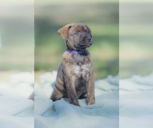 American Pit Bull Terrier-Labrador Retriever Mix Dogs for adoption in Orlando, FL, USA