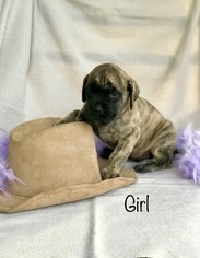 Mastiff Puppy for sale in MUNFORD, AL, USA