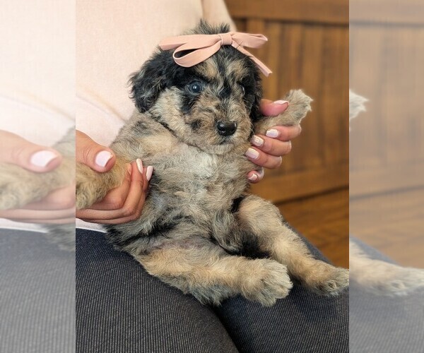 Medium Photo #23 Bernedoodle-Golden Mountain Dog Mix Puppy For Sale in DAVIS, CA, USA