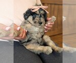 Small #1 Bernedoodle-Golden Mountain Dog Mix