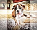 Small Photo #4 English Bulldog Puppy For Sale in OKLAHOMA CITY, OK, USA