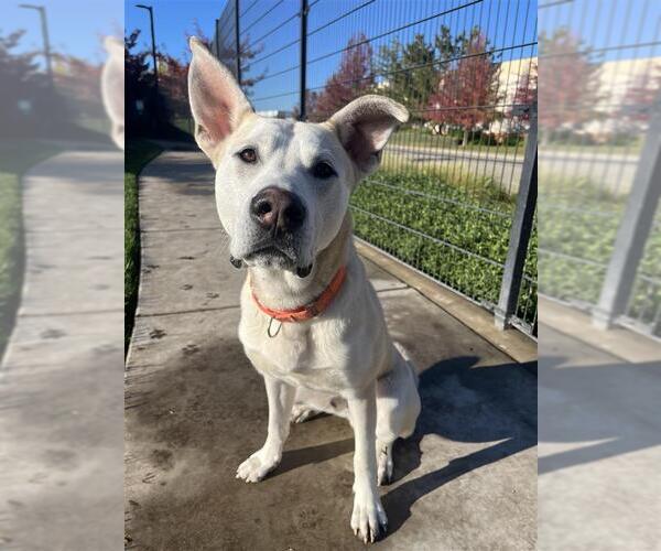 Medium Photo #4 Labsky Puppy For Sale in Elk Grove, CA, USA